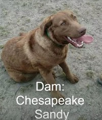 Mother of the Chesapeake Bay Retriever puppies born on 06/18/2018
