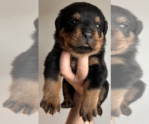 Medium Rottweiler
