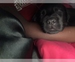 Small Photo #22 Cane Corso-German Shepherd Dog Mix Puppy For Sale in SPRING, TX, USA