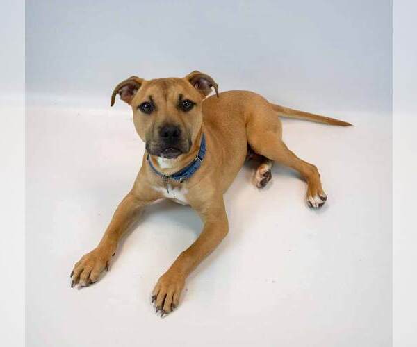 Medium Photo #10 Boxador Puppy For Sale in Kennesaw, GA, USA