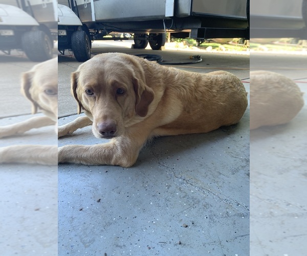 Medium Photo #1 Golden Labrador Puppy For Sale in FARMINGTON, MO, USA