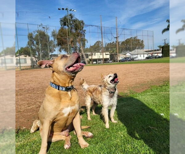 Medium Photo #3 American Staffordshire Terrier-Unknown Mix Puppy For Sale in Lake Forest, CA, USA