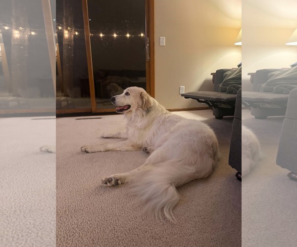 Medium Photo #7 Great Pyrenees-Unknown Mix Puppy For Sale in Minneapolis, MN, USA