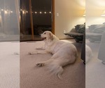 Small #6 Great Pyrenees Mix