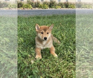 Shiba Inu Puppy for sale in CANOGA, NY, USA