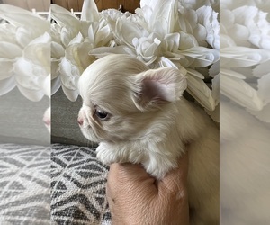 Chihuahua Puppy for sale in CHINO, CA, USA