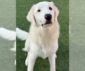 Great Pyrenees Dogs for adoption in Croydon, NH, USA