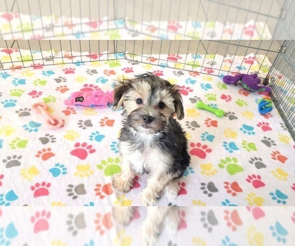 Medium Photo #9 Morkie Puppy For Sale in ORO VALLEY, AZ, USA