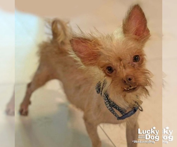 Medium Photo #3 Chihuahua-Unknown Mix Puppy For Sale in Washington, DC, USA