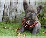 Small #12 French Bulldog