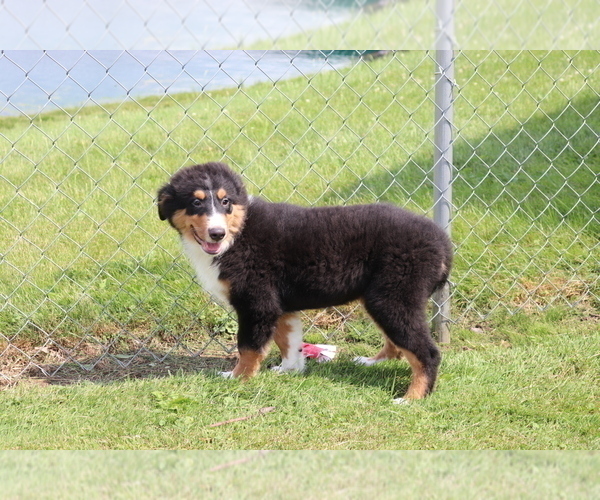 Medium Photo #2 Bernese Mountain Dog-Collie Mix Puppy For Sale in SHILOH, OH, USA