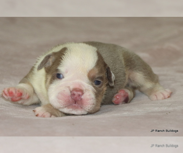 Medium Photo #3 Bulldog Puppy For Sale in WINNSBORO, TX, USA