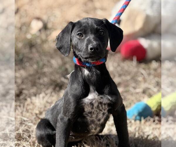 Medium Photo #4 Labrador Retriever-Unknown Mix Puppy For Sale in Yardley, PA, USA