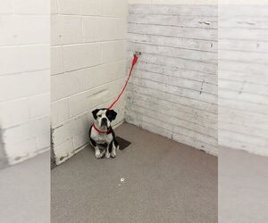 Boxer Dogs for adoption in San Bernardino, CA, USA