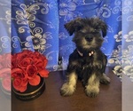 Small #9 Schnauzer (Miniature)