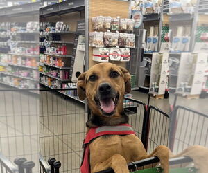 Catahoula Leopard Dog-German Shepherd Dog Mix Dogs for adoption in Bolivar, MO, USA