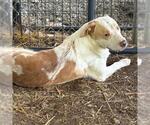 Small Labrador Retriever Mix