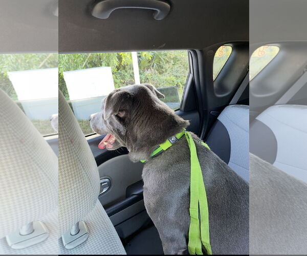 Medium Photo #4 Labrador Retriever-Unknown Mix Puppy For Sale in Royal Palm Beach, FL, USA