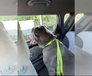 Landon - Male Labrador Retriever-Unknown Mix Dog for Adoption - Photo #2