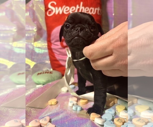 Medium Photo #3 Pug Puppy For Sale in MOUNT WASHINGTON, KY, USA