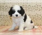 Small #3 Miniature Bernedoodle