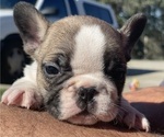 Small Photo #5 French Bulldog Puppy For Sale in SAN FRANCISCO, CA, USA