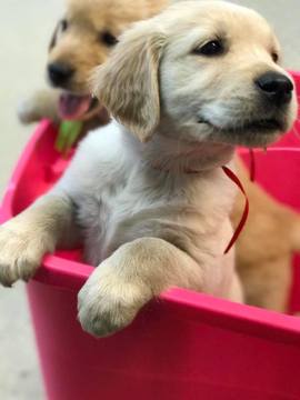 Medium Photo #1 Golden Retriever Puppy For Sale in LEAVENWORTH, KS, USA