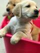 Small Photo #1 Golden Retriever Puppy For Sale in LEAVENWORTH, KS, USA