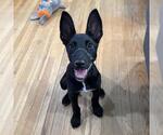 Small #12 Labrador Retriever Mix