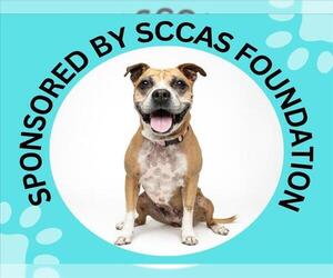 DOVEY - Female Boxer-Unknown Mix Dog for Adoption - Photo #5