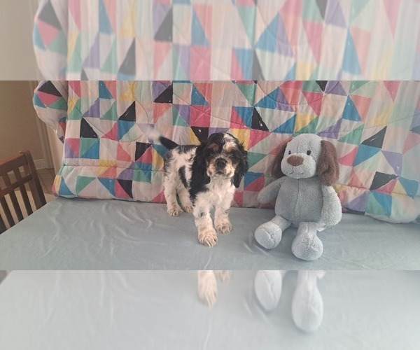 Medium Photo #2 Cocker Spaniel Puppy For Sale in WINDERMERE, FL, USA
