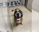Small #5 Boxer Mix