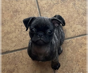 Pug Puppy for sale in ROUND ROCK, TX, USA