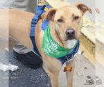 Small #3 Labrador Retriever Mix