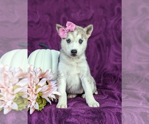 Pomsky Puppy for sale in QUARRYVILLE, PA, USA