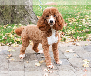 Mother of the Poodle (Miniature) puppies born on 08/11/2026