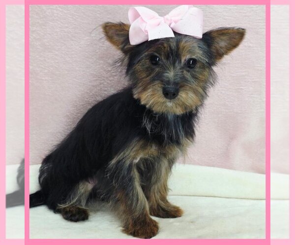 Medium Photo #1 Morkie Puppy For Sale in TAYLOR, TX, USA