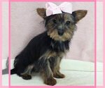 Small Morkie