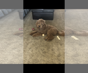 Father of the Goldendoodle puppies born on 10/24/2019