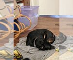 Small Photo #3 Basset Hound-Unknown Mix Puppy For Sale in Ann Arbor, MI, USA