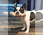 Small Photo #4 French Bulldog Puppy For Sale in Brights Grove, Ontario, Canada