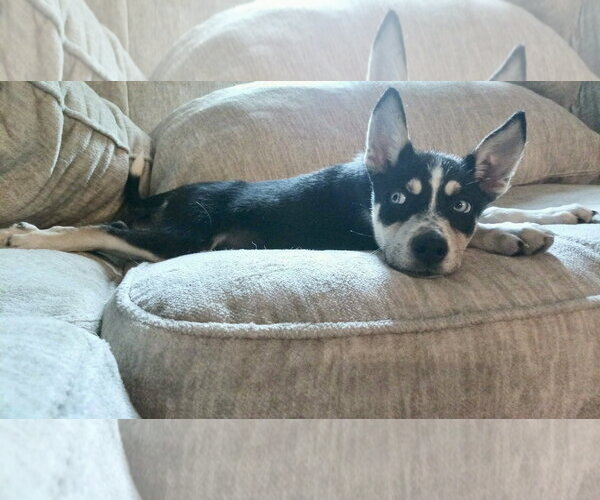 Medium Photo #1 Siberian Husky-Unknown Mix Puppy For Sale in Holly Springs, NC, USA