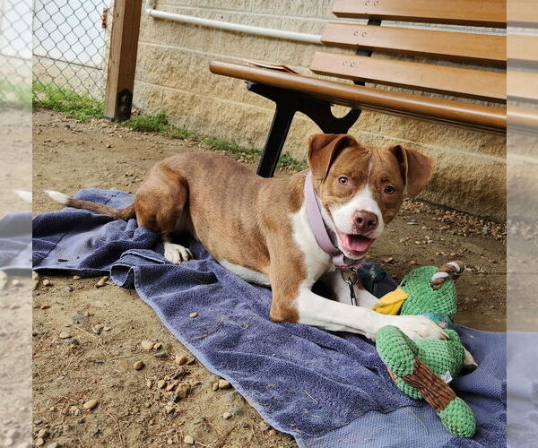 Medium Photo #10 Mutt Puppy For Sale in Philadelphia, PA, USA