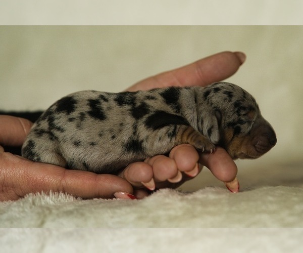 Medium Photo #7 Dachshund Puppy For Sale in NEVADA CITY, CA, USA