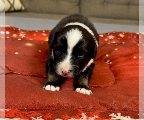 Medium Photo #39 Australian Shepherd Puppy For Sale in SALISBURY, NC, USA