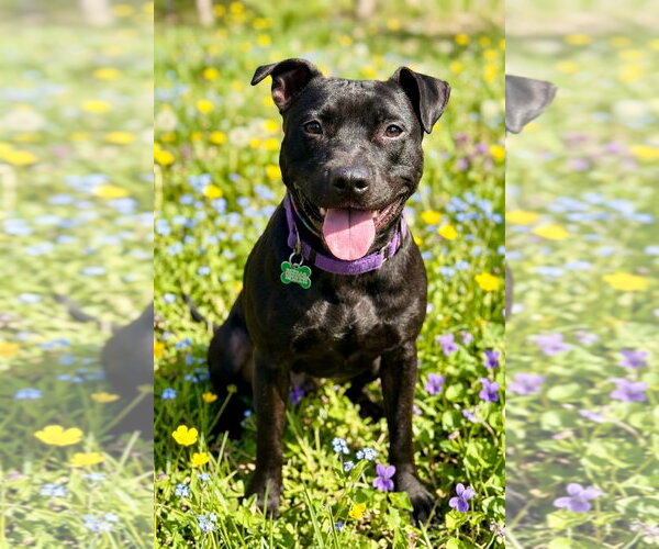 Medium Photo #3  Puppy For Sale in , 