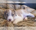 Small Photo #5 Labradoodle Puppy For Sale in ALBUQUERQUE, NM, USA