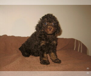 Poodle (Toy) Puppy for sale in BAKERSFIELD, CA, USA