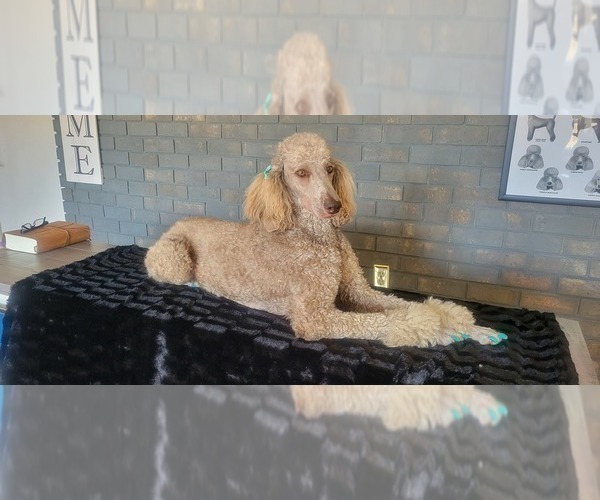 Medium Photo #6 Poodle (Standard) Puppy For Sale in TRAVELERS REST, SC, USA
