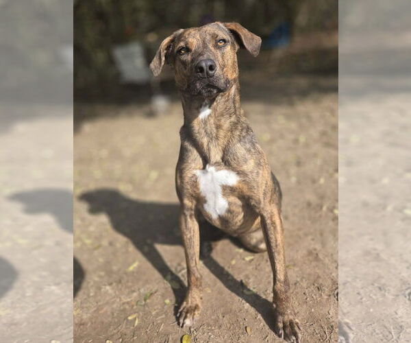 Medium Photo #9 Mountain Cur-Unknown Mix Puppy For Sale in Anniston, AL, USA